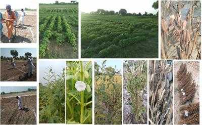 Seed and foliar application of nano-selenium improves sesame triacylglycerols and oil yield via photosynthetic pigment and enzymatic and chemical antioxidant enhancement revealed by spectrophotometric, UHPLC-analysis and chemometric modeling